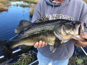 Largemouth Bass Best Spot Florida